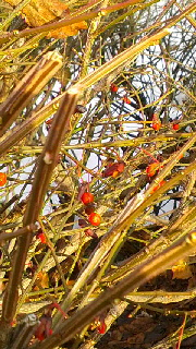 180(W)×320(H) 64.21