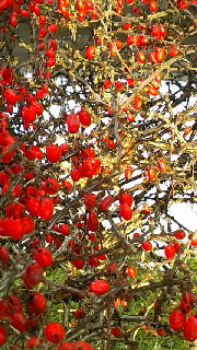 180(W)×320(H) 67.17