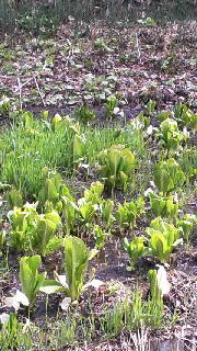 180(W)×320(H) 59.15