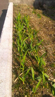 180(W)×320(H) 53.36