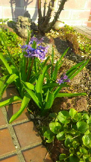 180(W)×320(H) 53.98