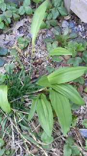 180(W)×320(H) 49.48