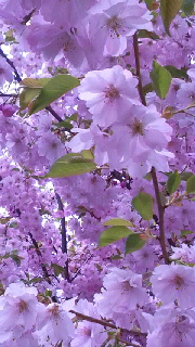 180(W)×320(H) 45.45