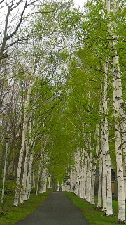 180(W)×320(H) 49.86