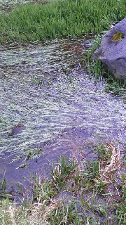 180(W)×320(H) 53.56