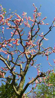 180(W)×320(H) 58.83