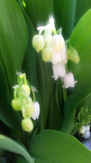 180(W)×320(H) 26.86