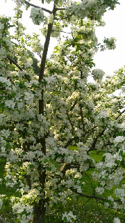 180(W)×320(H) 54.36