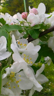 180(W)×320(H) 35.97