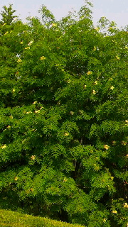 180(W)×320(H) 54.24