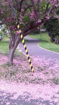 197(W)×350(H) 20.71