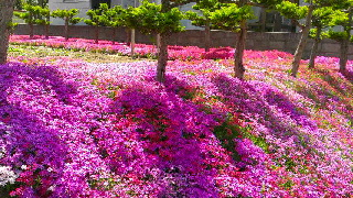 320(W)×180(H) 66.16