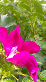 180(W)×320(H) 39.06