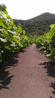 180(W)×320(H) 38.33