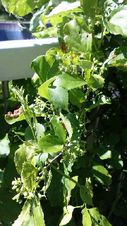 180(W)×320(H) 47.23