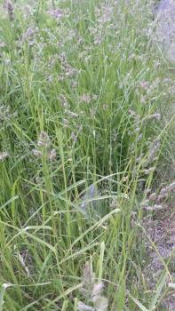 197(W)×350(H) 21.44