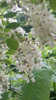 180(W)×320(H) 44.36