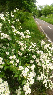 180(W)×320(H) 53.52