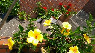 320(W)×180(H) 55.66