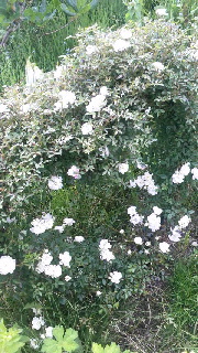 ファイル名: 2016070117340000.jpg
ファイルサイズ: 54.6KB 180(W)×320(H) 54.6