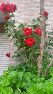 ファイル名: 2016070117370000.jpg
ファイルサイズ: 45.51KB 180(W)×320(H) 45.51