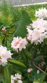 ファイル名: 2016070117400000.jpg
ファイルサイズ: 42.57KB 180(W)×320(H) 42.57