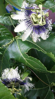 ファイル名: 2016070117410000.jpg
ファイルサイズ: 44.05KB 180(W)×320(H) 44.05