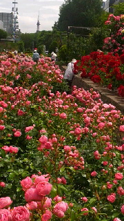 180(W)×320(H) 54.61