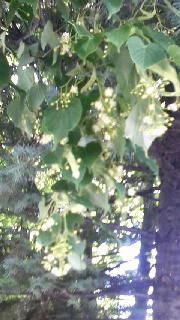 180(W)×320(H) 42.67