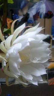 180(W)×320(H) 28.66