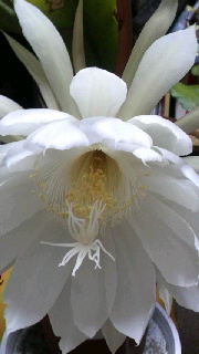 180(W)×320(H) 27.81