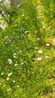 180(W)×320(H) 64.52