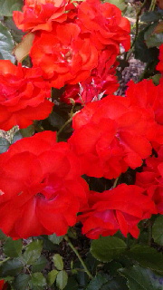 180(W)×320(H) 37.38