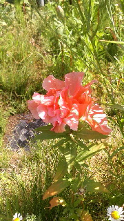 180(W)×320(H) 55.91