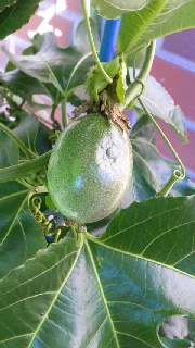 180(W)×320(H) 40.84