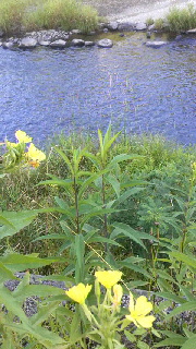 180(W)×320(H) 48.51