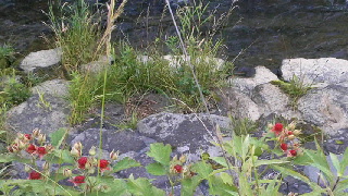 320(W)×180(H) 46.51