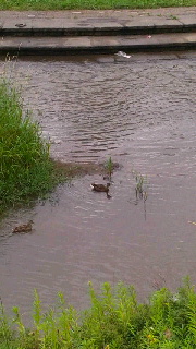 180(W)×320(H) 35.06