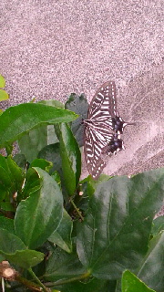 180(W)×320(H) 42.55