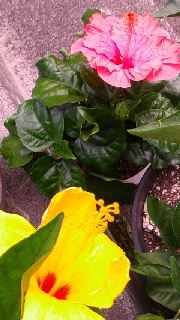 180(W)×320(H) 43.75