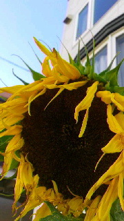 180(W)×320(H) 39.88