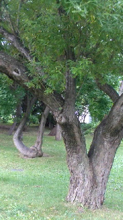 180(W)×320(H) 43.96