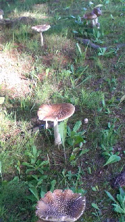 180(W)×320(H) 49.86