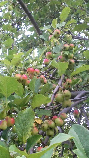 180(W)×320(H) 49.75