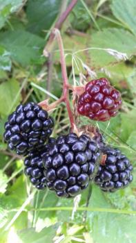 197(W)×350(H) 17.27