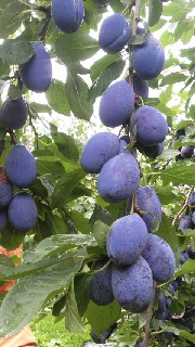 180(W)×320(H) 45.69