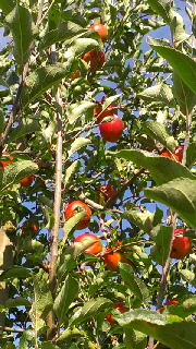 180(W)×320(H) 62.43