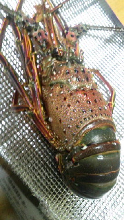 180(W)×320(H) 48.85