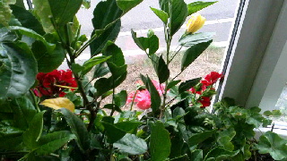 320(W)×180(H) 44.52