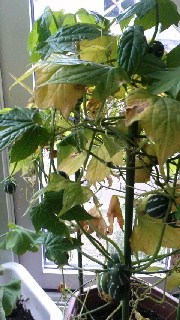 180(W)×320(H) 48.33